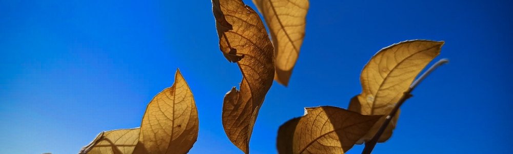 User banner image