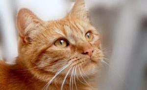 imagecat 1
