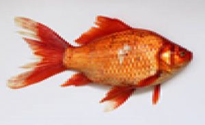 imagefish