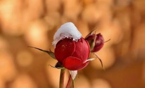 imageflower11