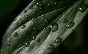imageleaf