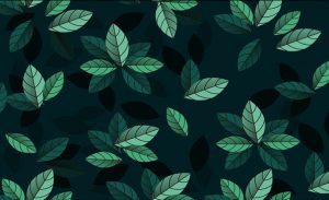 imageleaves