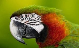 imageparrot