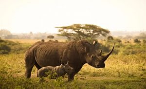 imagerhino