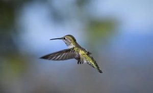 imagesbird5