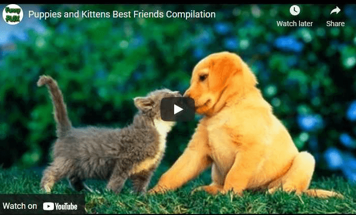 Puppies and Kittens Best Friends Compilation